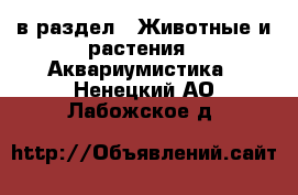  в раздел : Животные и растения » Аквариумистика . Ненецкий АО,Лабожское д.